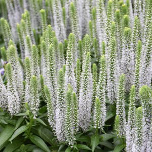 Snow Candles Spike Speedwell flowers