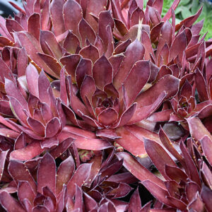 Chick Charms&reg; Strawberry Kiwi&trade; Hens And Chicks