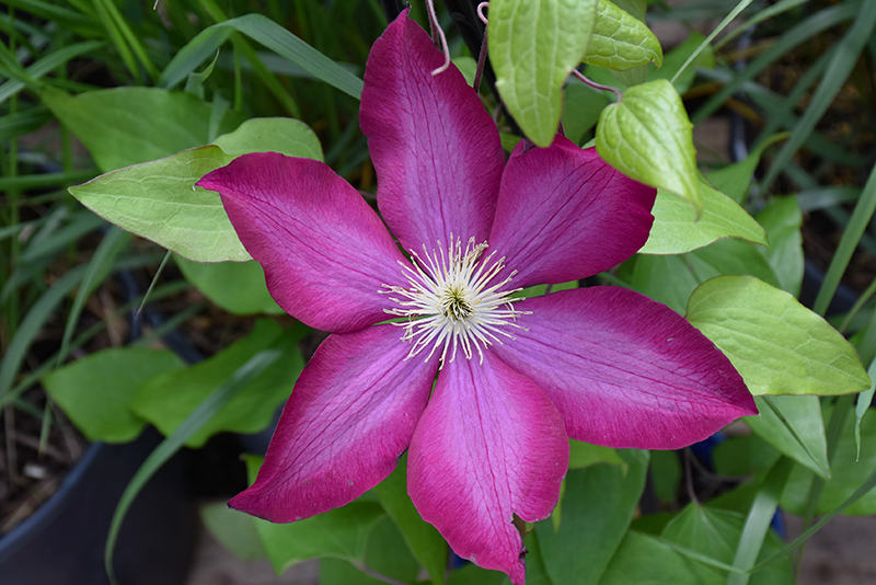 Bourbon Clematis flowers