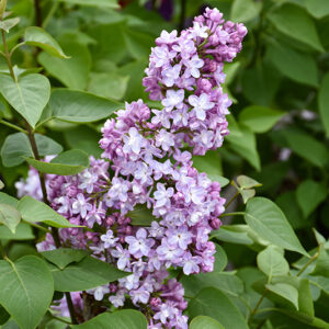 Belle de Nancy Lilac flowers