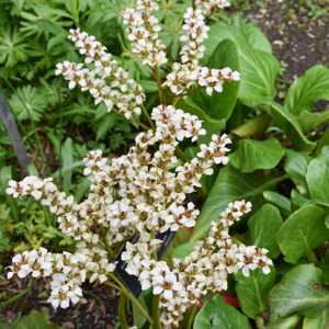 Bressingham White Bergenia flowers