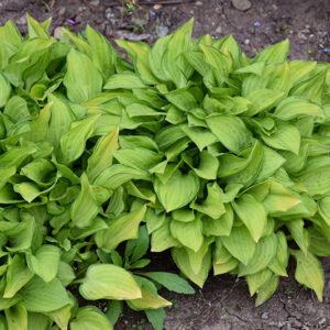 Emerald Tiara Hosta