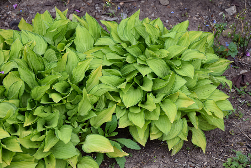 Emerald Tiara Hosta