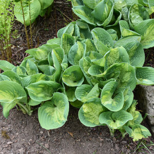 Popcorn Hosta