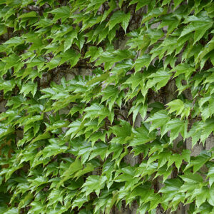 Boston Ivy foliage
