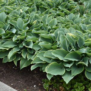 Regal Splendor Hosta