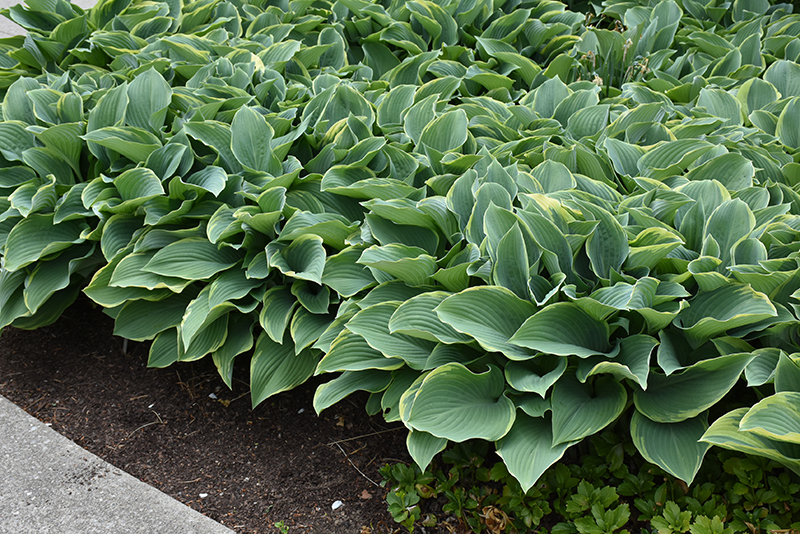 Regal Splendor Hosta