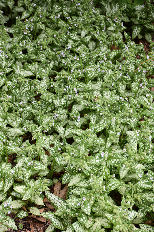 Moonshine Lungwort in bloom