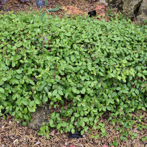 Purpleleaf Wintercreeper