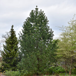 Vanderwolf's Pyramid Pine