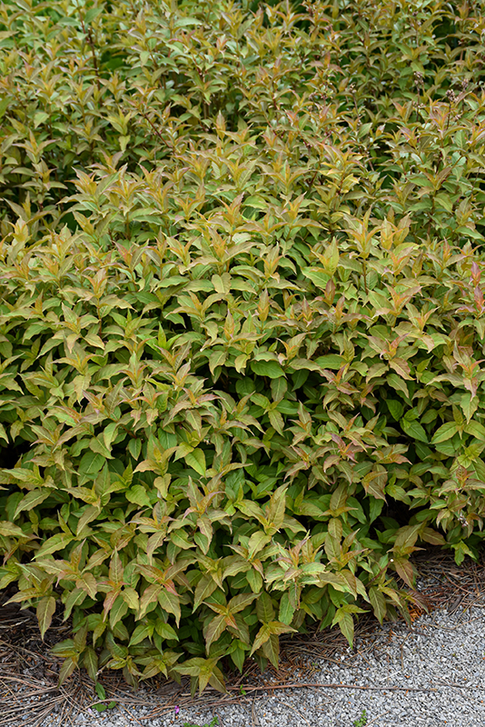 Kodiak® Orange Diervilla