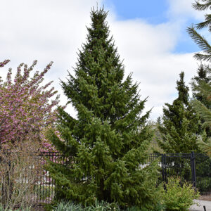 Serbian Spruce