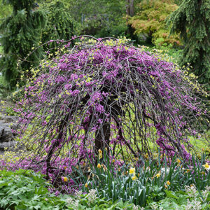 Lavender Twist&reg; Redbud in bloom