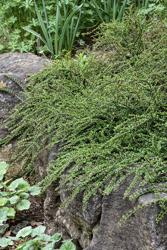 Tom Thumb Cotoneaster