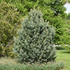 Pacific Blue Macedonian Pine