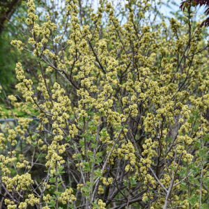 Fragrant Sumac flowers