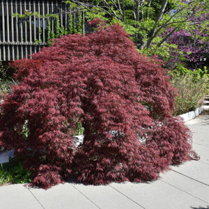 Inaba Shidare Cutleaf Japanese Maple