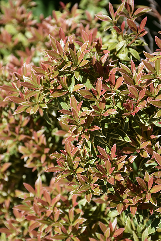 Little Heath Japanese Pieris foliage