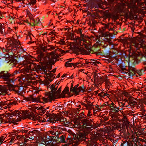 Emperor I Japanese Maple foliage