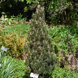 Frank's Austrian Pine