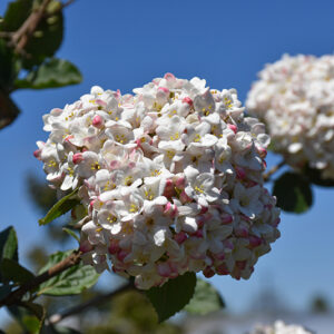 Koreanspice Viburnum flowers
