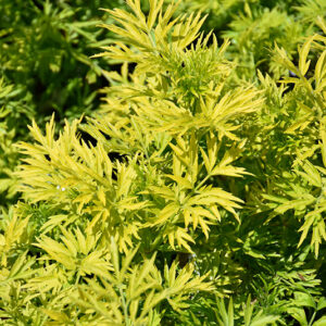 Golden Tower Elder foliage