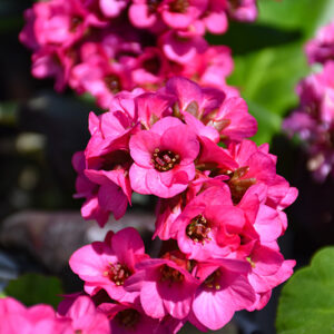 Miss Piggy Bergenia flowers