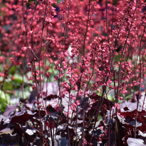 Timeless Treasure Coral Bells flowers