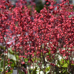 Dolce® Spearmint Coral Bells flowers