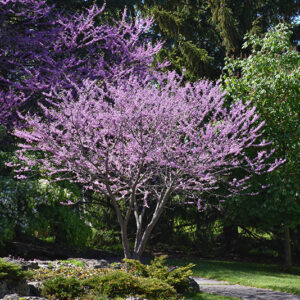 Eastern Redbud in bloom