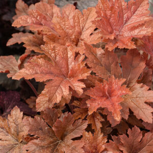 Hopscotch Foamy Bells foliage