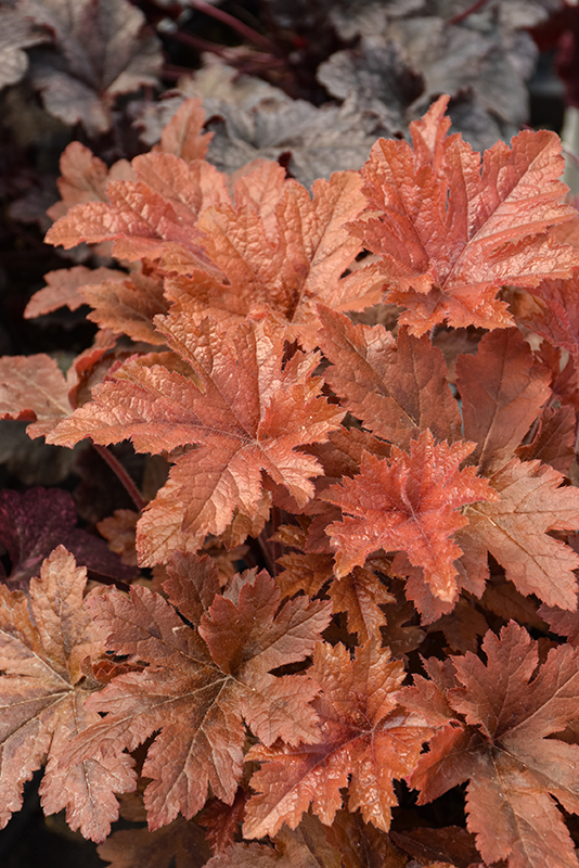 Hopscotch Foamy Bells foliage