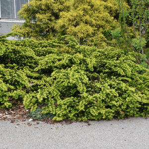 Emerald Spreader Yew