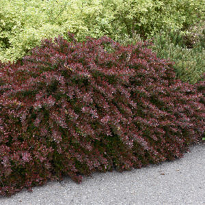 Cherry Bomb Japanese Barberry