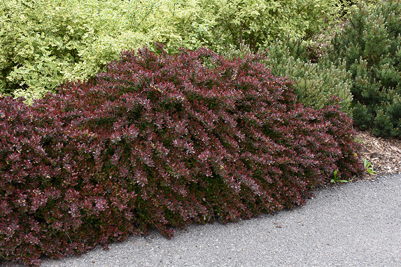 Cherry Bomb Japanese Barberry
