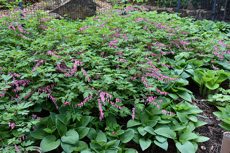 Common Bleeding Heart in bloom