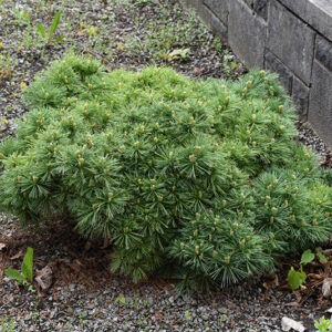 Horsford White Pine