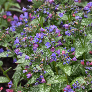 Spot On Lungwort