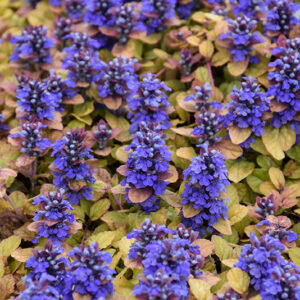 Feathered Friends™ Parrot Paradise Bugleweed in bloom