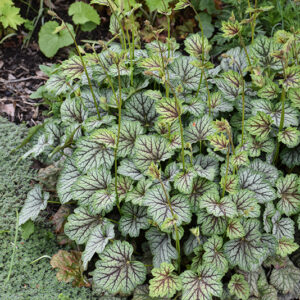 Green Spice Coral Bells