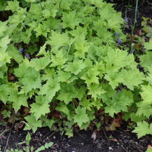 Hairy Alumroot