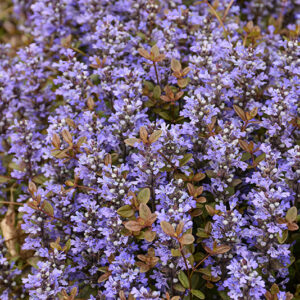 Chocolate Chip Bugleweed flowers