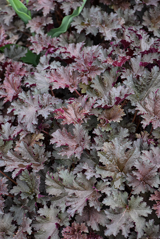 Purple Petticoats Coral Bells foliage