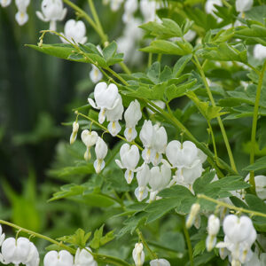 White Bleeding Heart flowers
