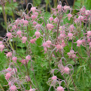 Prairie Smoke flowers