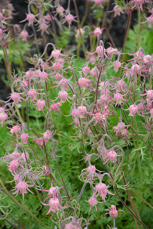 Prairie Smoke flowers