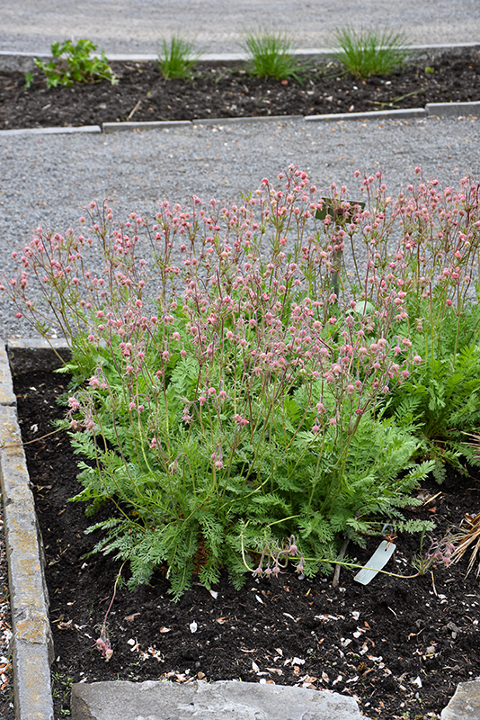 Prairie Smoke in bloom