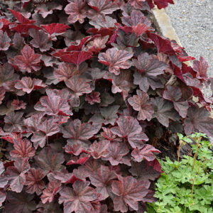 Palace Purple Coral Bells