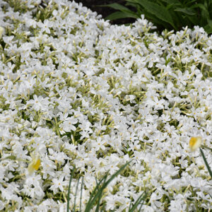 White Delight Moss Phlox in bloom