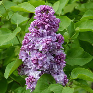 Katherine Havemeyer Lilac flowers